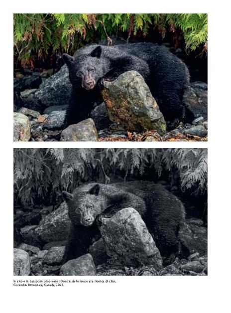 Paul Nicklen. Masterclass di fotografia - Paul Nicklen - 4