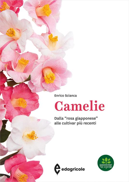 Camelie. Dalla «rosa giapponese» alle cultivar più recenti. Ediz. a colori - Enrico Scianca - copertina
