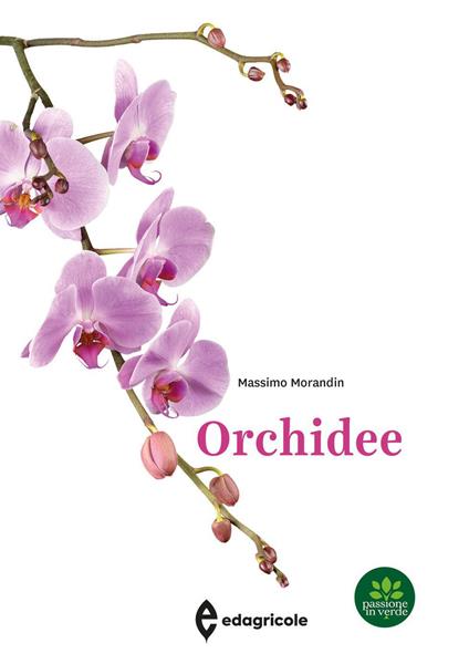Orchidee - Massimo Morandin - copertina