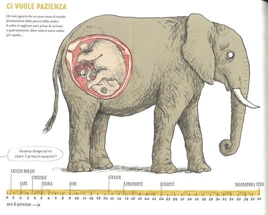 La vita amorosa degli animali. Ediz. a colori - Katharina Von Der Gathen - 6