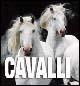 Cavalli. Ediz. illustrata - copertina
