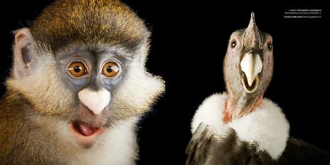 Photo Ark. Il destino degli animali nell'obiettivo di un grande fotografo. Ediz. illustrata - Joel Sartore - 4