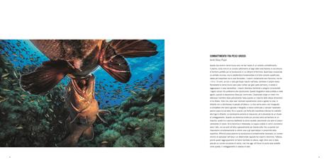 L'incredibile mondo sommerso. Insolite storie del mondo animale. Ediz. a colori - Rosamund Kidman Cox - 5