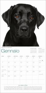 Cani. Calendario da muro 2019 - 3