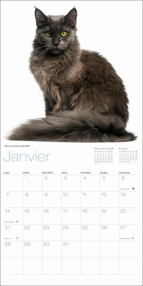 Gatti. Calendario da muro 2019 - 2