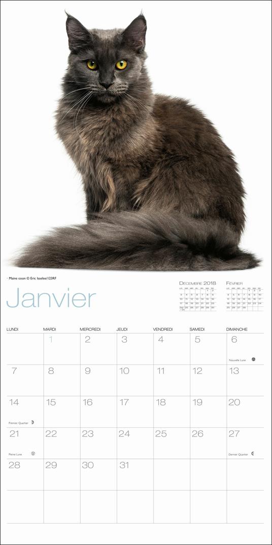 Gatti. Calendario da muro 2019 - 2