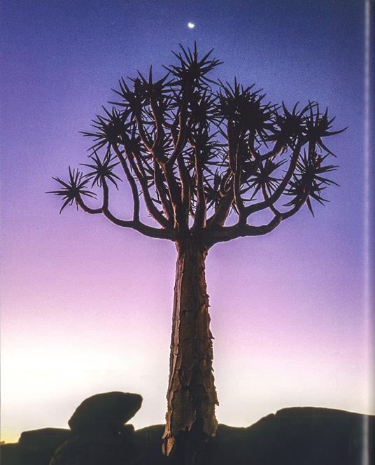 Alberi tra cielo e terra. Ediz. a colori - Art Wolfe,Gregory McNamee - 2