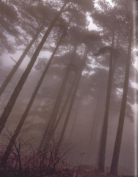 Alberi tra cielo e terra. Ediz. a colori - Art Wolfe,Gregory McNamee - 3