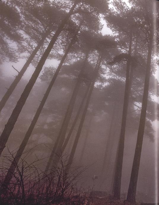 Alberi tra cielo e terra. Ediz. a colori - Art Wolfe,Gregory McNamee - 3