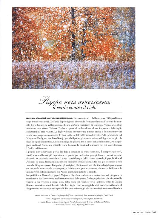 Alberi tra cielo e terra. Ediz. a colori - Art Wolfe,Gregory McNamee - 5