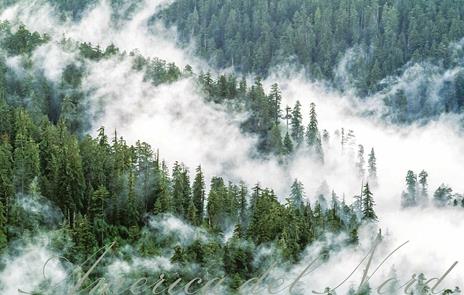 Alberi tra cielo e terra. Ediz. a colori - Art Wolfe,Gregory McNamee - 6