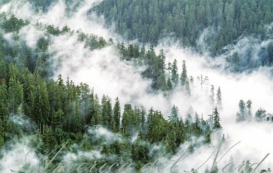 Alberi tra cielo e terra. Ediz. a colori - Art Wolfe,Gregory McNamee - 6