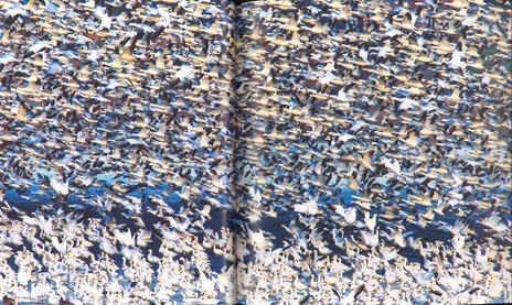 Il respiro del mondo. La terra e le sue inesauribili meraviglie. Ediz. a colori - Mark Thiessen - 2