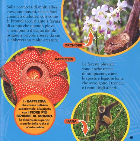 Il primo grande libro della foresta pluviale - Moira Rose Donohue - 3