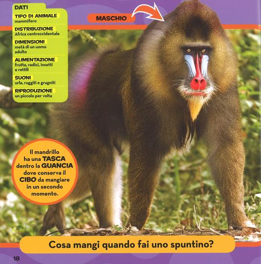 Il primo grande libro della foresta pluviale - Moira Rose Donohue - 4