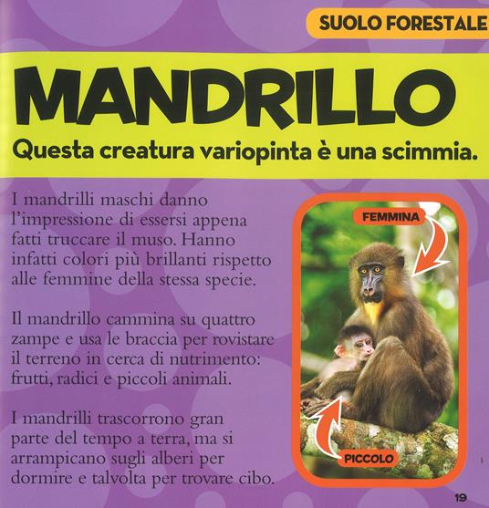 Il primo grande libro della foresta pluviale - Moira Rose Donohue - 5