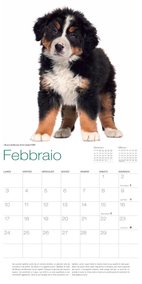 Cani. Calendario da muro 2020 - 3