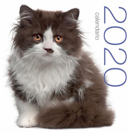 Gatti. Calendario da muro 2020 - copertina