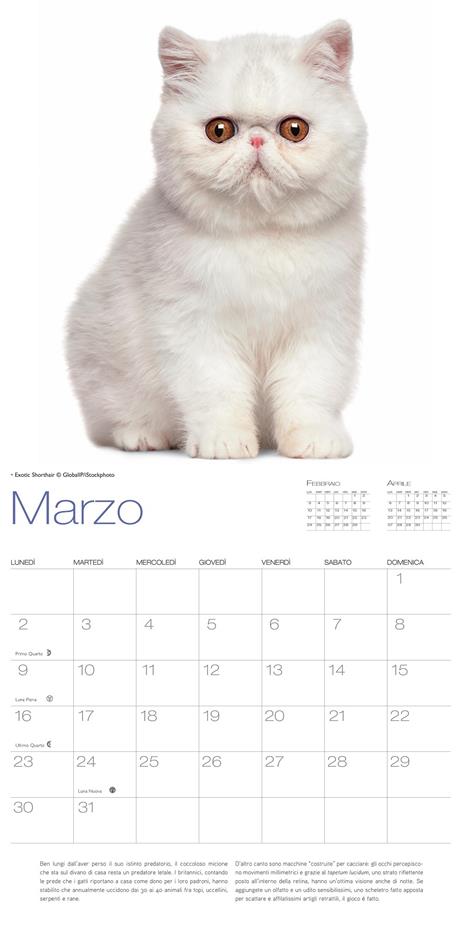 Gatti. Calendario da muro 2020 - 4