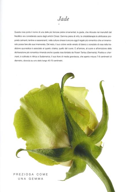 Rose. Ediz. a colori - Natalia Fedeli,Fabio Petroni - 2