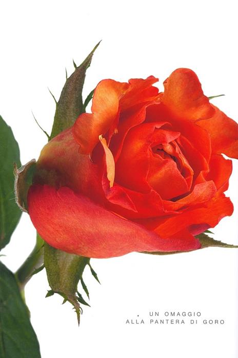 Rose. Ediz. a colori - Natalia Fedeli,Fabio Petroni - 3