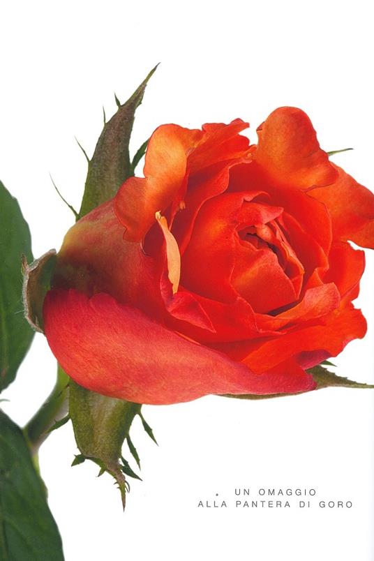 Rose. Ediz. a colori - Natalia Fedeli,Fabio Petroni - 3