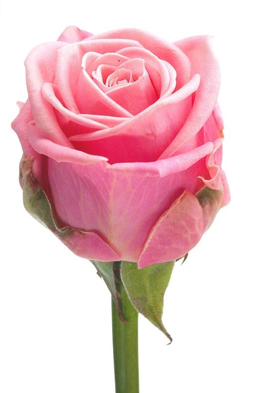 Rose. Ediz. a colori - Natalia Fedeli,Fabio Petroni - 4