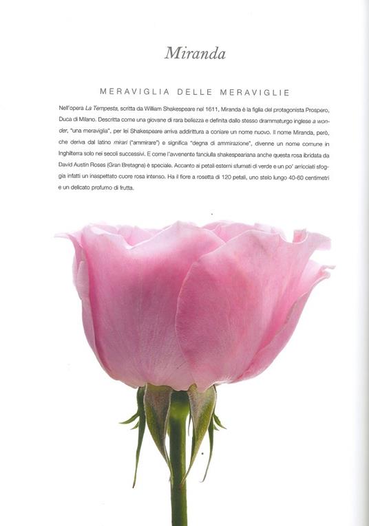 Rose. Ediz. a colori - Natalia Fedeli,Fabio Petroni - 5