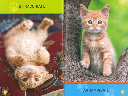 Gioca, gattino! Primi passi. Diventa un super lettore. Ediz. a colori - Shira Evans - 2