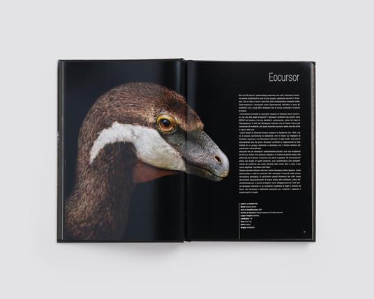 Dinosauri. Profili da un mondo perduto. Ediz. a colori - Riley Black - 2