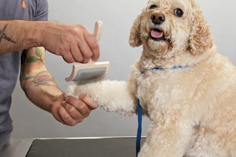 DIY. Toeletta per cani - Jorge Bendersky - 2