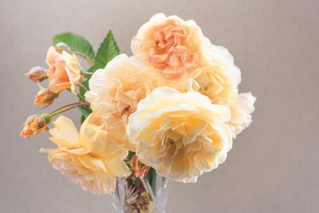 Rose vintage. Le varietà più belle per la casa e il giardino - Jane Eastoe - 4