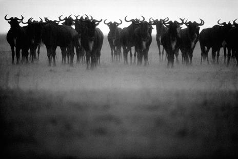 Fotografia in bianco e nero. Il nuovo bianco e nero. L'arte senza tempo della monocromia - Michael Freeman - 3