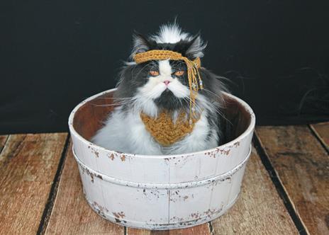 Silly sweaters per gatti - Jonah Stern - 3