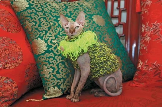 Silly sweaters per gatti - Jonah Stern - 4