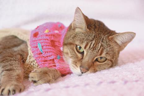 Silly sweaters per gatti - Jonah Stern - 5