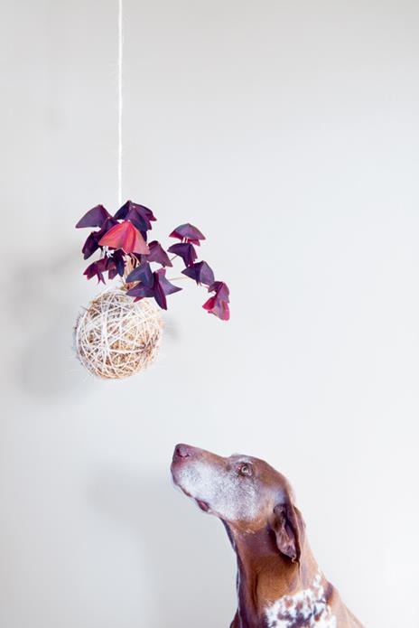 Kokedama. L'arte giapponese delle piante sospese - Coraleigh Parker - 2