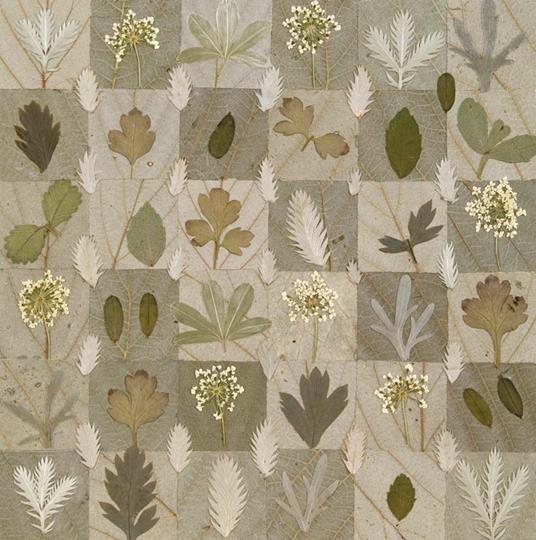 Fiori e foglie pressati ad arte - Jennie Ashmore - 3