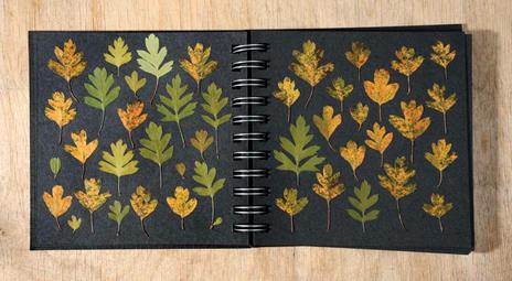 Fiori e foglie pressati ad arte - Jennie Ashmore - 6