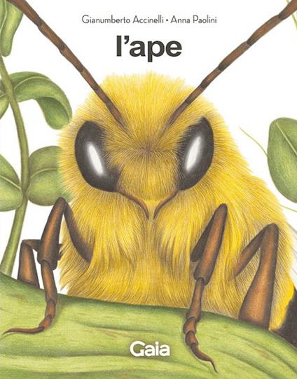 L'ape e il fantasma dell'alveare. Ediz. a colori - Gianumberto Accinelli - copertina