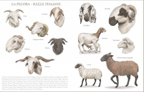 La pecora - Sara D'Angelo - 3