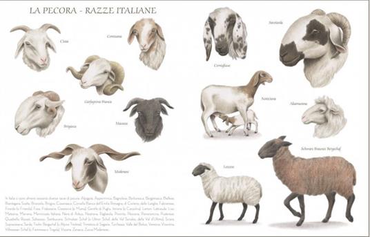 La pecora - Sara D'Angelo - 3