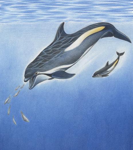 Il delfino. Ediz. a colori - Francesco Cortonesi - 2