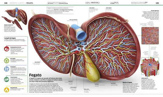 La grande enciclopedia del corpo umano. Ediz. a colori - 4