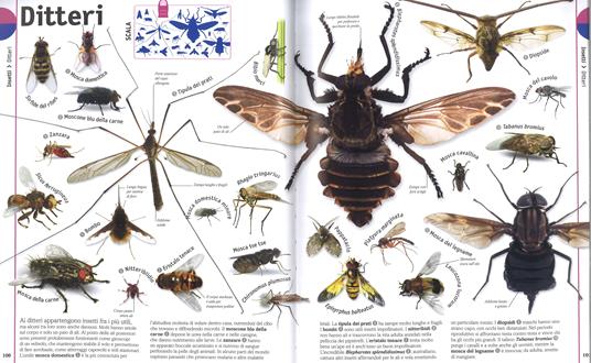 Il regno animale. Enciclopedia illustrata della vita sulla terra. Ediz. a colori - 4