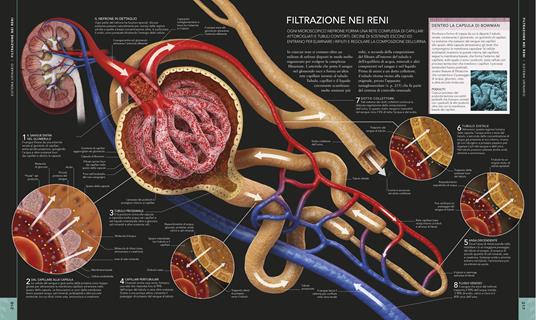 Il corpo umano. Una guida illustrata su struttura, funzioni e patologie - Steve Parker - 6