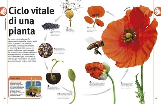 Alberi, foglie, fiori & semi. Lo straordinario regno vegetale. Ediz. a colori - 3