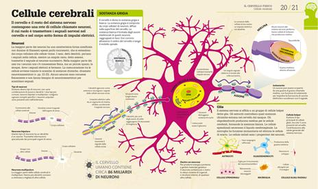 Come funziona il cervello. I fatti spiegati visivamente. Ediz. illustrata - 2