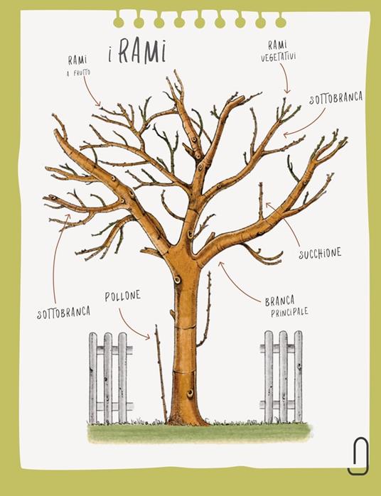 Potatura facile. Il manuale illustrato di «Orto da coltivare» sugli alberi da frutto - Matteo Cereda,Pietro Isolan - 7