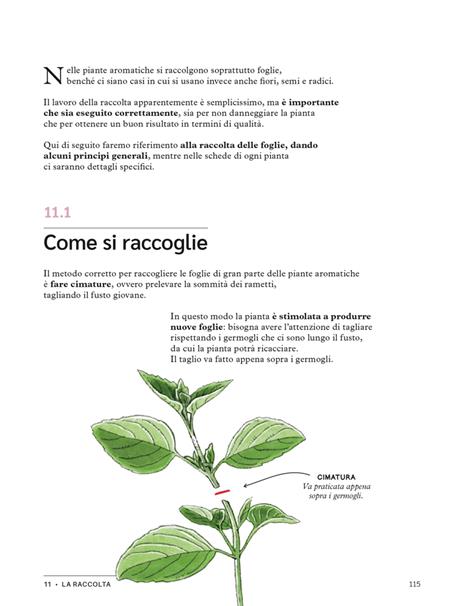 Erbe aromatiche. Il manuale illustrato di «Orto da coltivare» per seminarle, curarle e utilizzarle - Matteo Cereda,Pietro Isolan - 8